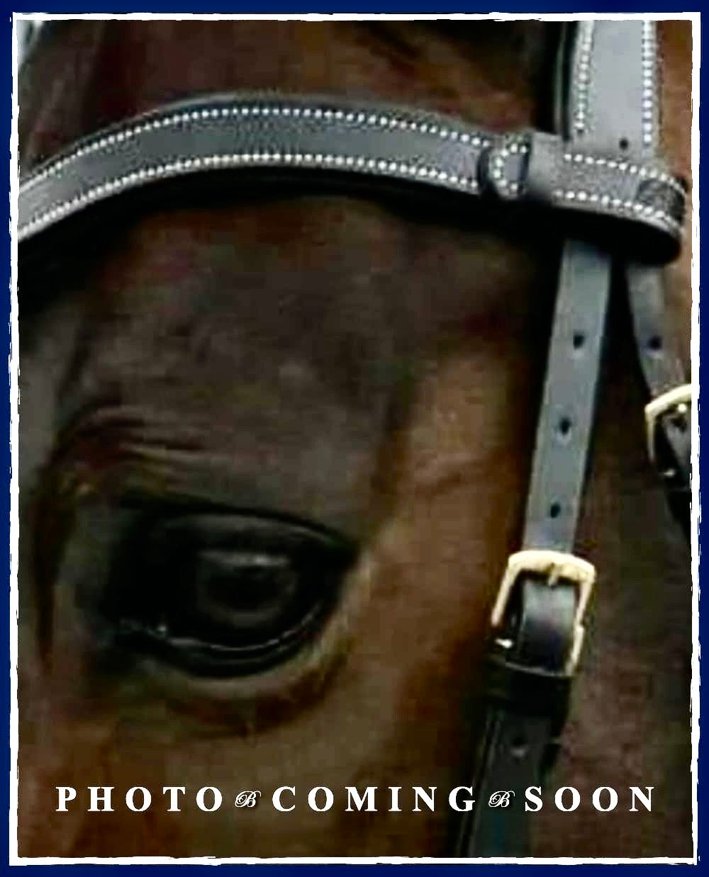 Racing Tack- Leather Flash Nose Band
