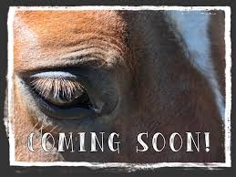 #32 Classic Hunter Snaffle Full Grain Leather Bridle w/Plain Leather Reins