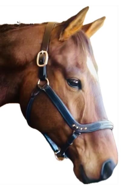 # 5 -Leather Show Halter w/row of Gems at the Curve of the Nose Band, Designed for a Clip Lead