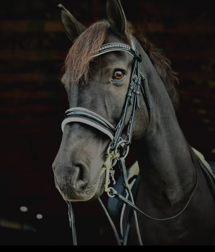 #50 Extra Padded Double Bridle, Extra Cushioning for Comfort,Patent Leather Noseband, Crystal Browband  includes Two sets of Reins