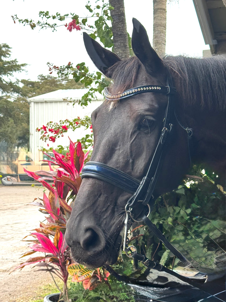 #59 X-Padded Double Bridle, BLUE Patent Leather Nose & Crystal Brow w/ English Leather Plain & Curb  Reins