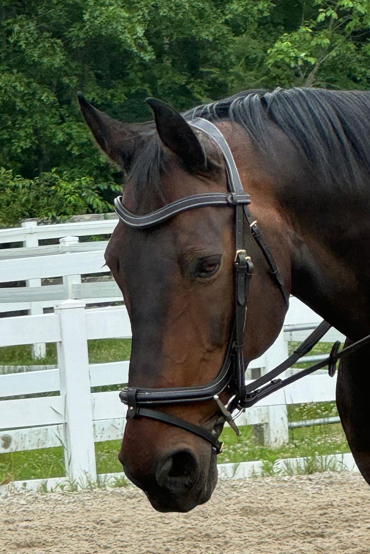 #6 Padded Full Grain Leather Bridle in classic Style w/ English Leather Reins